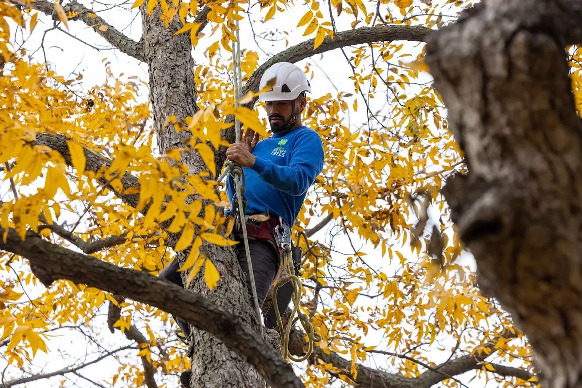Skilled Storm Damage Cleanup crew working in Hematite